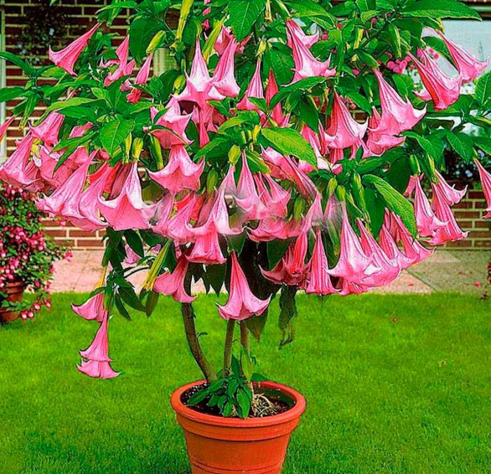 Datura - foto, plantación, cuidados, cultivo, descripción, tipos