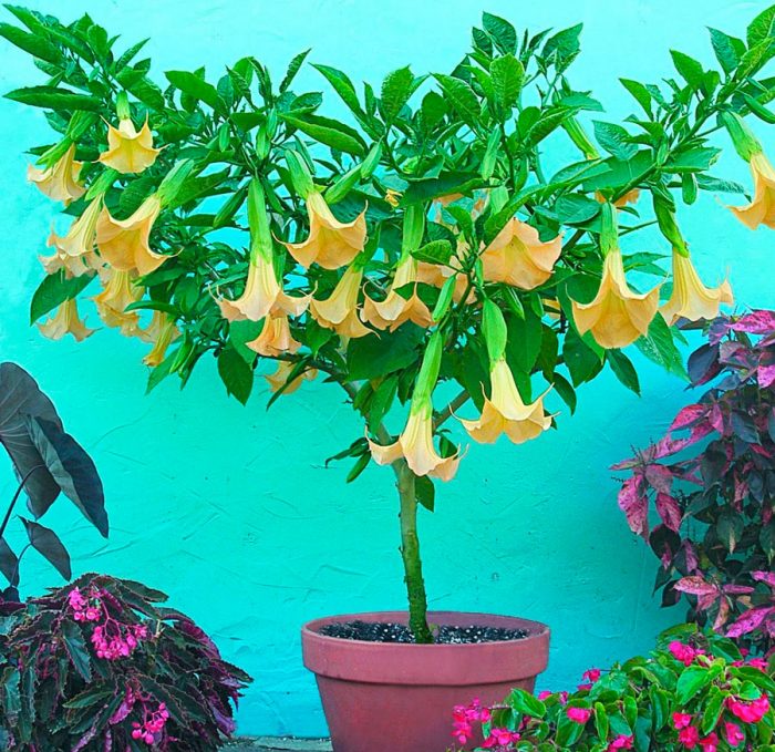 Datura - foto, plantación, cuidados, cultivo, descripción, tipos