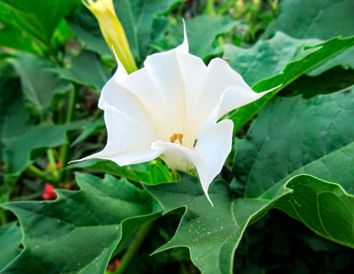 Datura - foto, plantación, cuidados, cultivo, descripción, tipos
