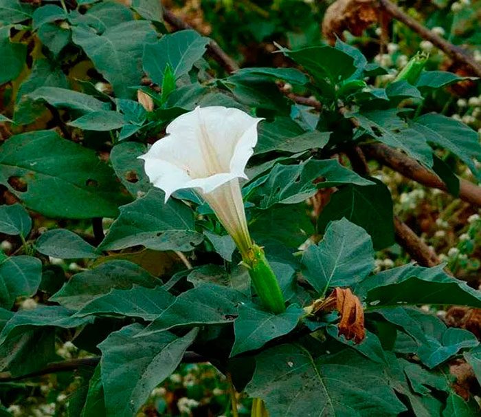 Datura - foto, plantación, cuidados, cultivo, descripción, tipos