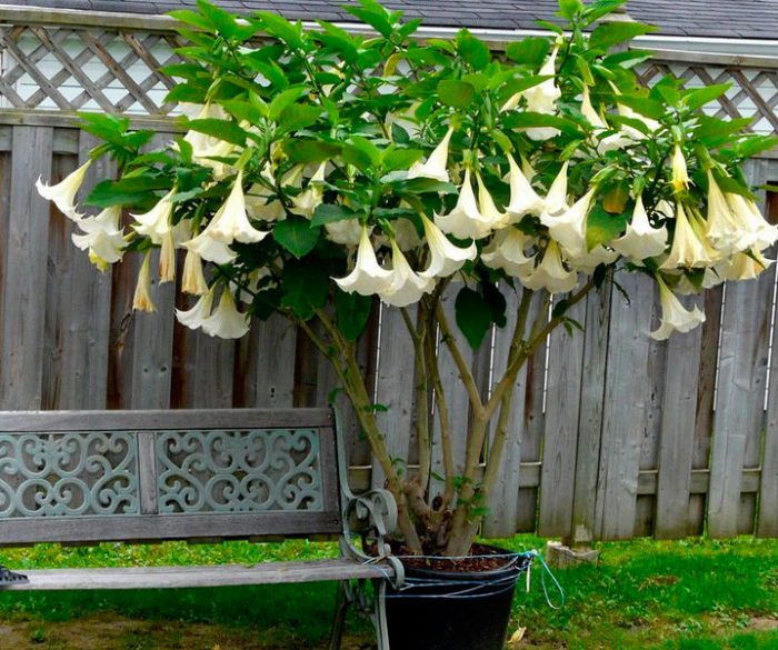 Datura - foto, plantación, cuidados, cultivo, descripción, tipos