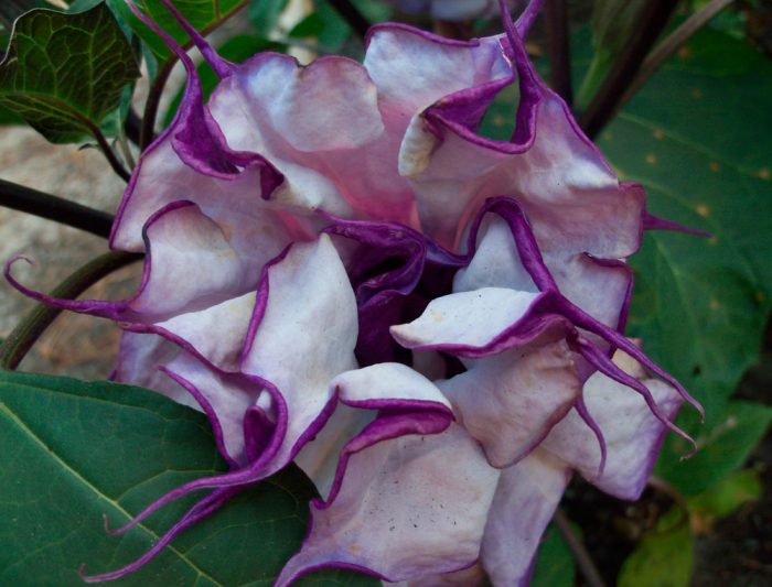 Datura indica