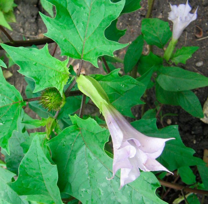 Datura ordinaria