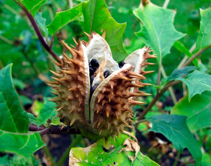Datura - foto, plantación, cuidados, cultivo, descripción, tipos