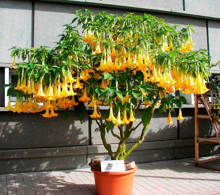 Datura arborescens