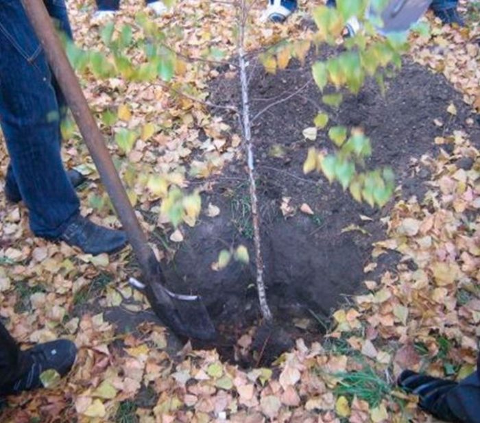Plantación de abedul