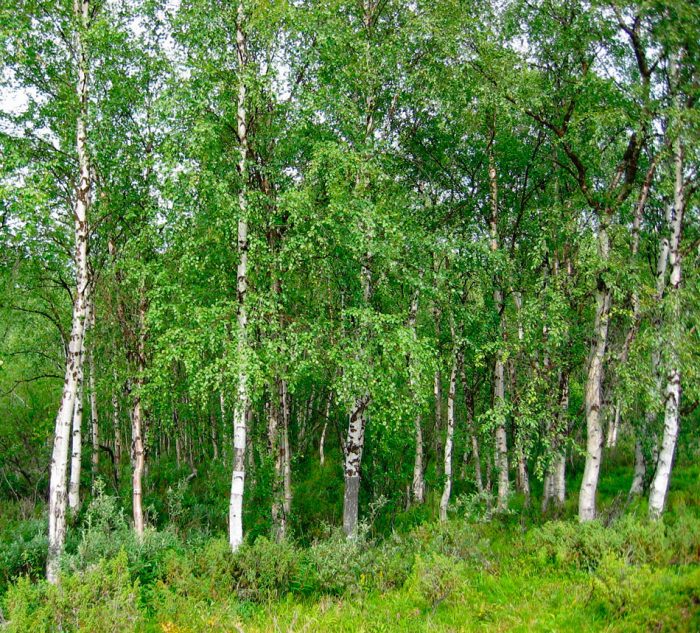 Abedul - foto, plantación, cuidados, cultivo, descripción, tipos
