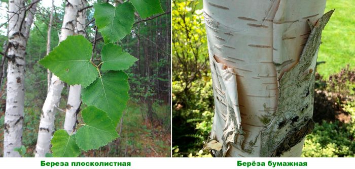 Abedul - foto, plantación, cuidados, cultivo, descripción, tipos