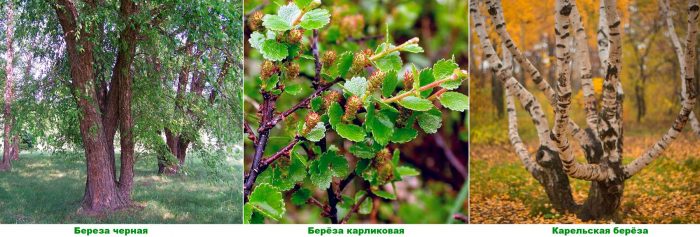 Abedul - foto, plantación, cuidados, cultivo, descripción, tipos