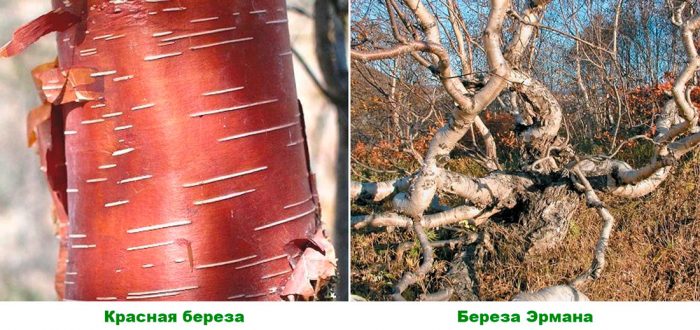 Abedul - foto, plantación, cuidados, cultivo, descripción, tipos
