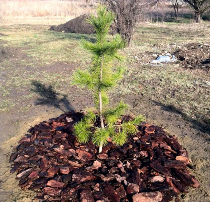 Pino cedro: foto, plantación, cuidados, cultivo, descripción, tipos