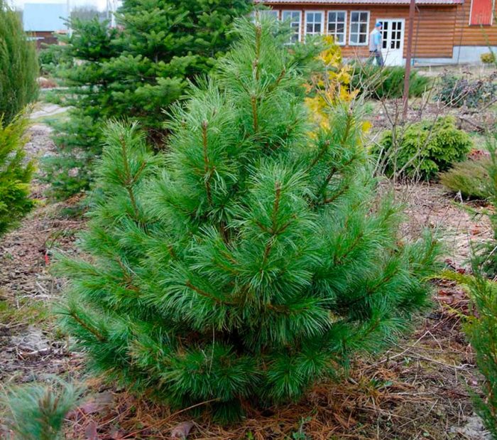 Pino cedro: foto, plantación, cuidados, cultivo, descripción, tipos