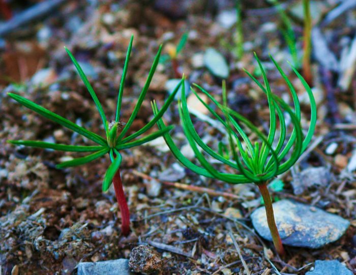 Pino cedro: foto, plantación, cuidados, cultivo, descripción, tipos