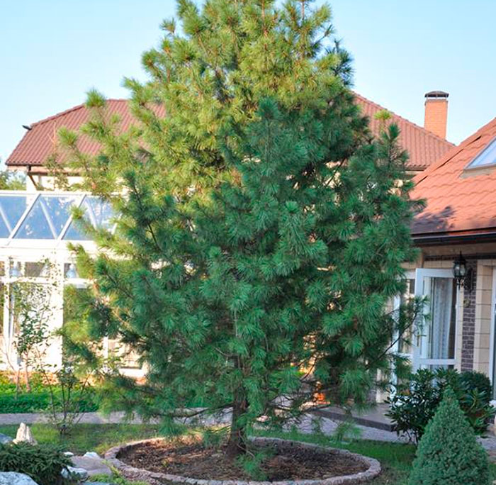 Pino cedro: foto, plantación, cuidados, cultivo, descripción, tipos