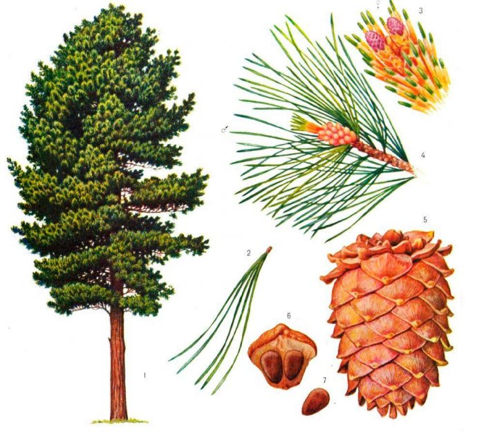 Pino cedro: foto, plantación, cuidados, cultivo, descripción, tipos
