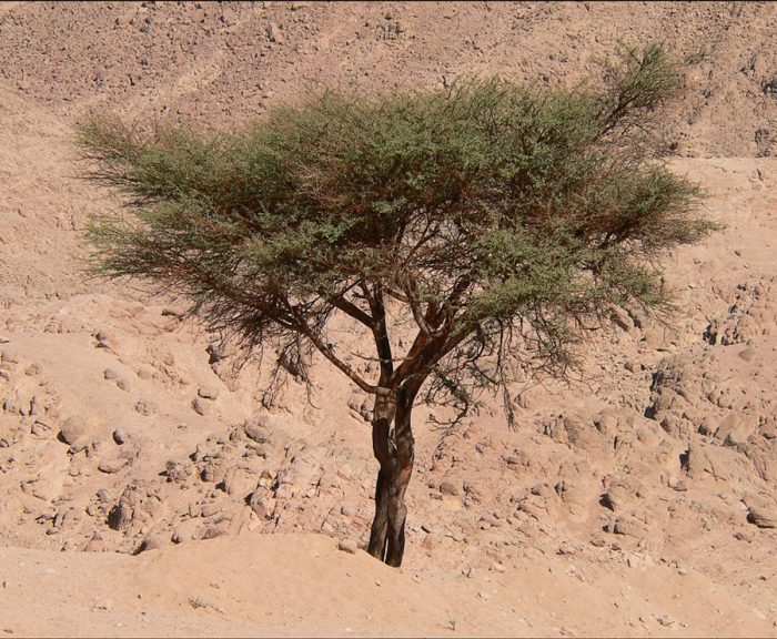 Saxaul - foto, plantación, cuidados, cultivo, descripción, tipos