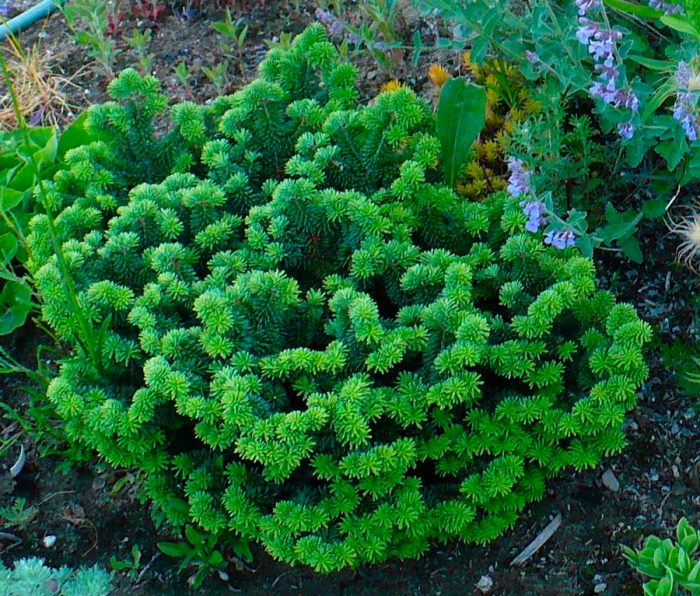 Abeto balsámico Nana: foto, plantación, cuidados, cultivo, descripción, tipos