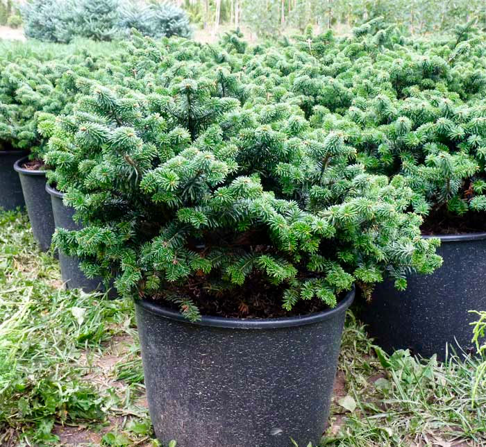 Abeto balsámico Nana: foto, plantación, cuidados, cultivo, descripción, tipos