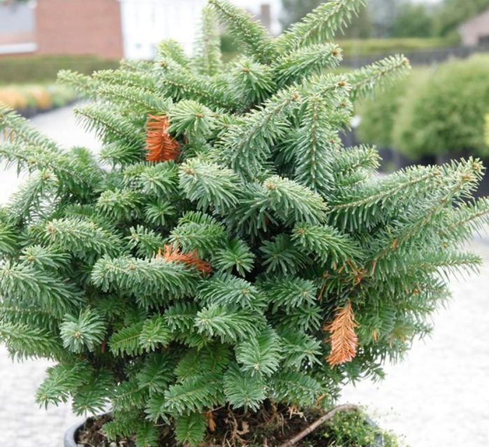 Abeto balsámico Nana: foto, plantación, cuidados, cultivo, descripción, tipos