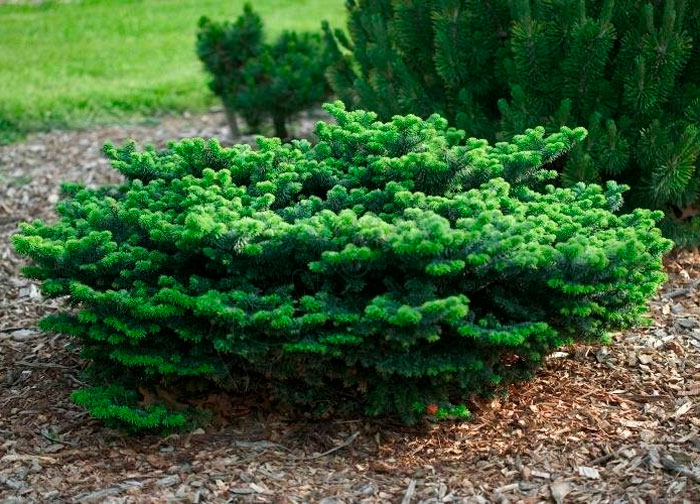 Abeto balsámico Nana: foto, plantación, cuidados, cultivo, descripción, tipos