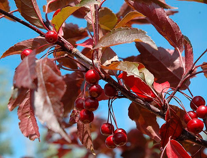 Manzano decorativo Royalty: foto, plantación, cuidados, cultivo, descripción, tipos