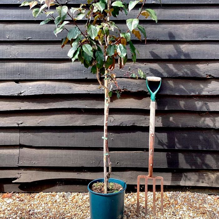 Manzano decorativo Royalty: foto, plantación, cuidados, cultivo, descripción, tipos
