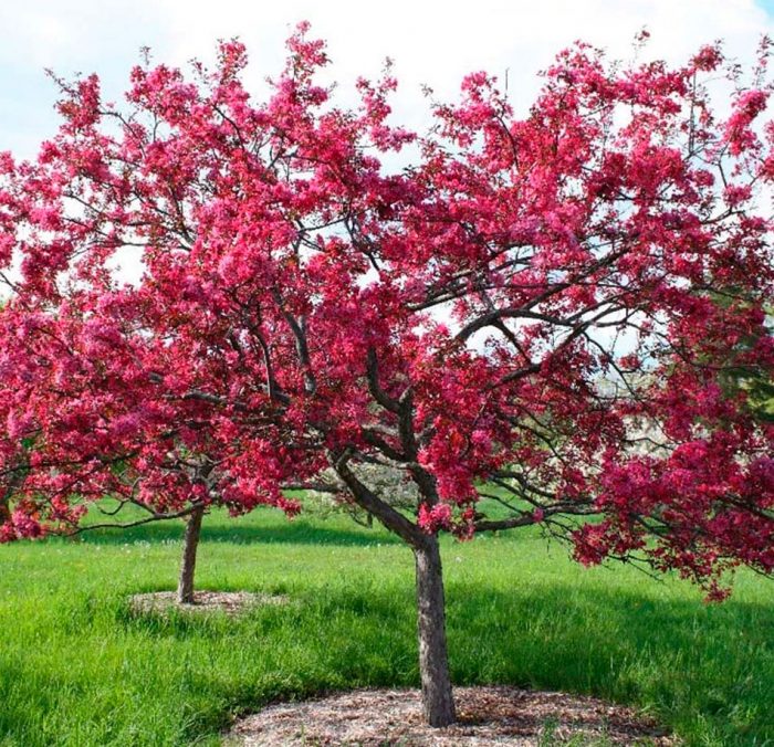 Manzano decorativo Royalty: foto, plantación, cuidados, cultivo, descripción, tipos