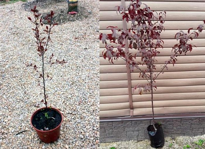 Manzano decorativo Royalty: foto, plantación, cuidados, cultivo, descripción, tipos