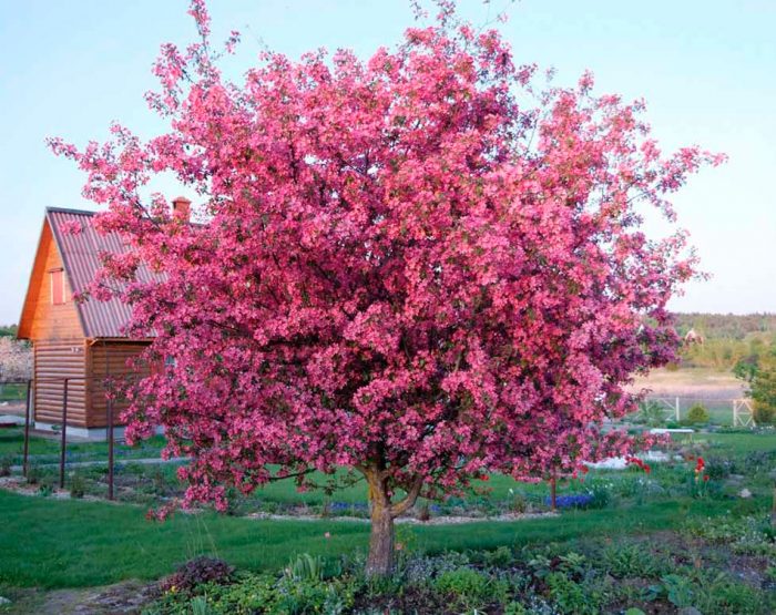 Manzano decorativo Royalty: foto, plantación, cuidados, cultivo, descripción, tipos