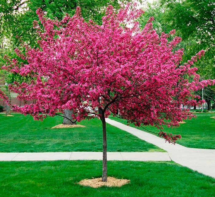 Manzano decorativo Royalty: foto, plantación, cuidados, cultivo, descripción, tipos
