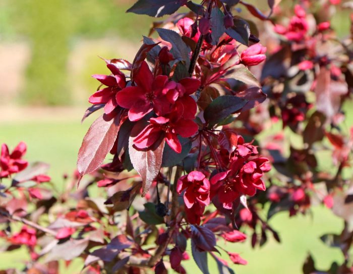 Manzano decorativo Royalty: foto, plantación, cuidados, cultivo, descripción, tipos