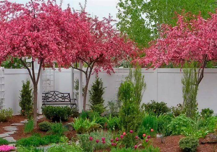 Manzano decorativo Royalty: foto, plantación, cuidados, cultivo, descripción, tipos