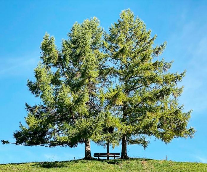 Alerce - foto, plantación, cuidados, cultivo, descripción, tipos