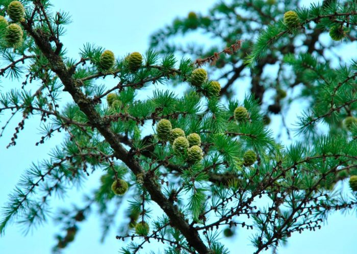 Alerce - foto, plantación, cuidados, cultivo, descripción, tipos