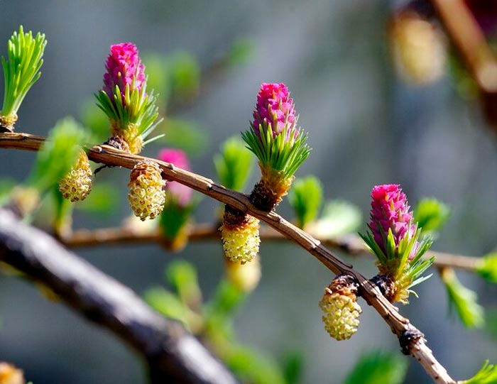 Alerce - foto, plantación, cuidados, cultivo, descripción, tipos