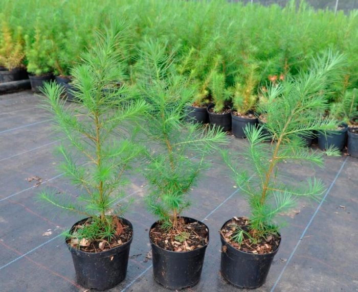 Alerce - foto, plantación, cuidados, cultivo, descripción, tipos
