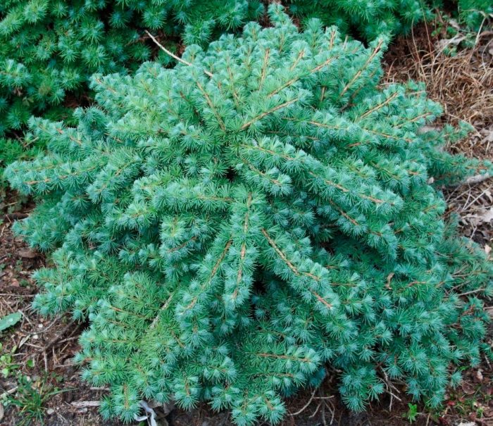 Alerce japonés 'Blue Dwarf'