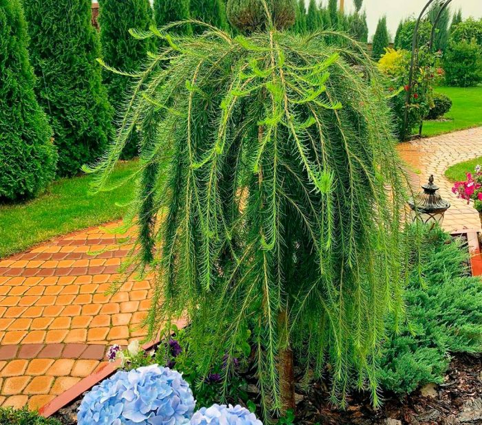 Alerce - foto, plantación, cuidados, cultivo, descripción, tipos
