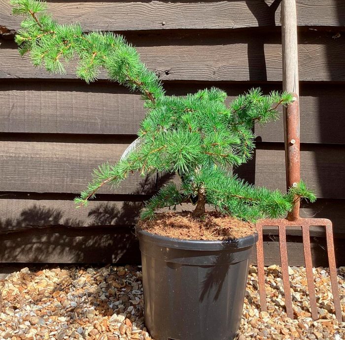 Alerce - foto, plantación, cuidados, cultivo, descripción, tipos