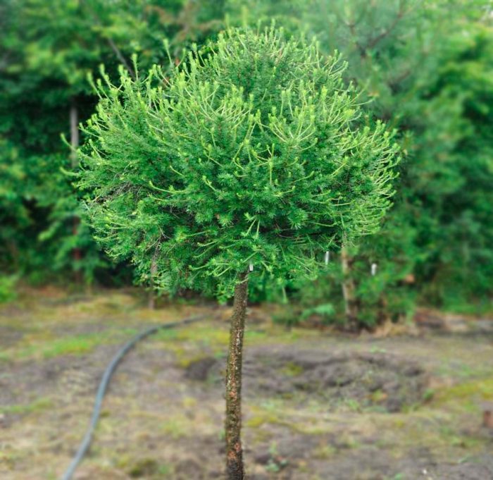Alerce - foto, plantación, cuidados, cultivo, descripción, tipos