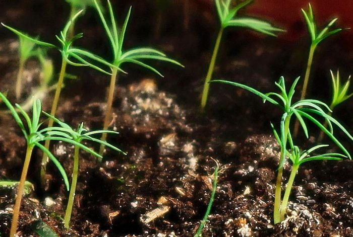 Alerce - foto, plantación, cuidados, cultivo, descripción, tipos