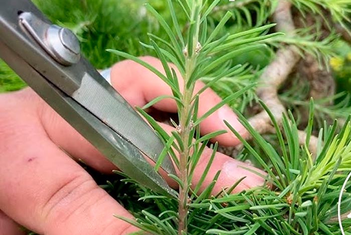 Alerce - foto, plantación, cuidados, cultivo, descripción, tipos