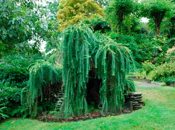 Alerce - foto, plantación, cuidados, cultivo, descripción, tipos
