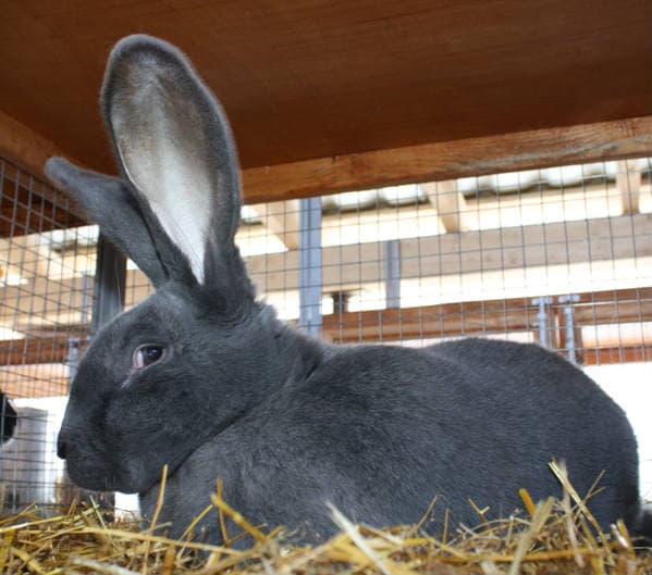 Conejos Riesen