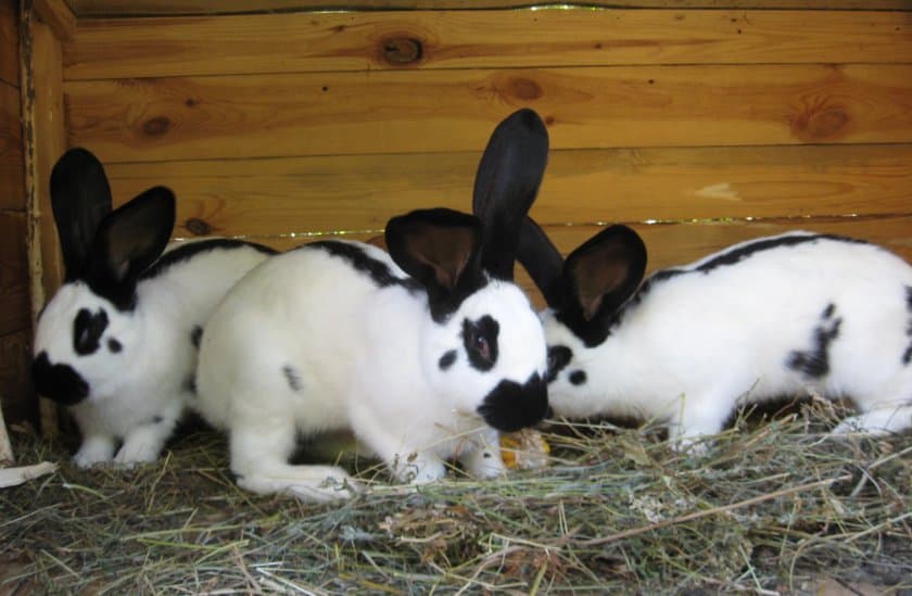Conejos