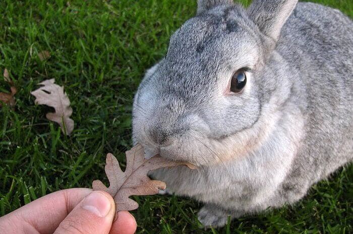 Raza de conejo chinchilla