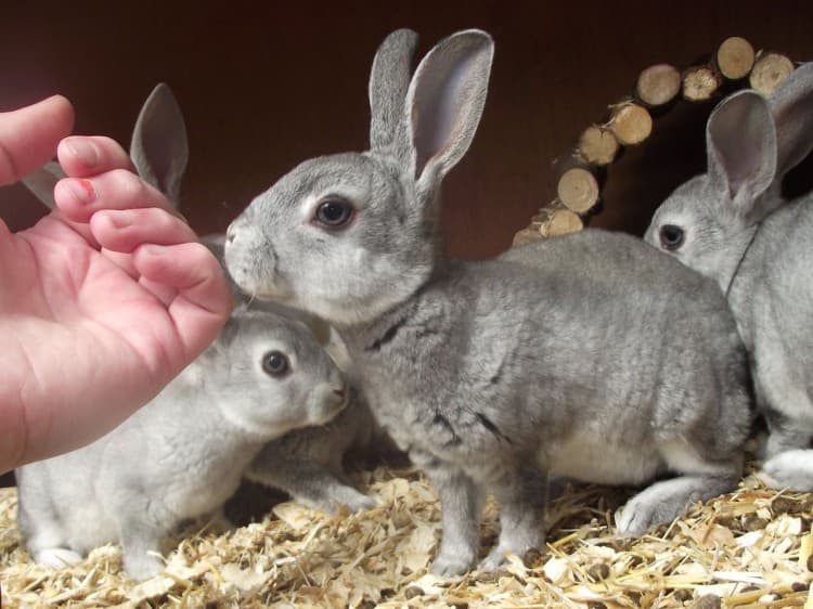 Conejos chinchilla