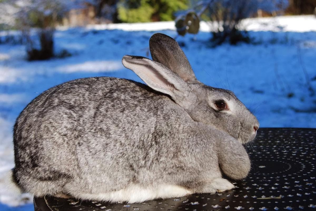 Chinchilla