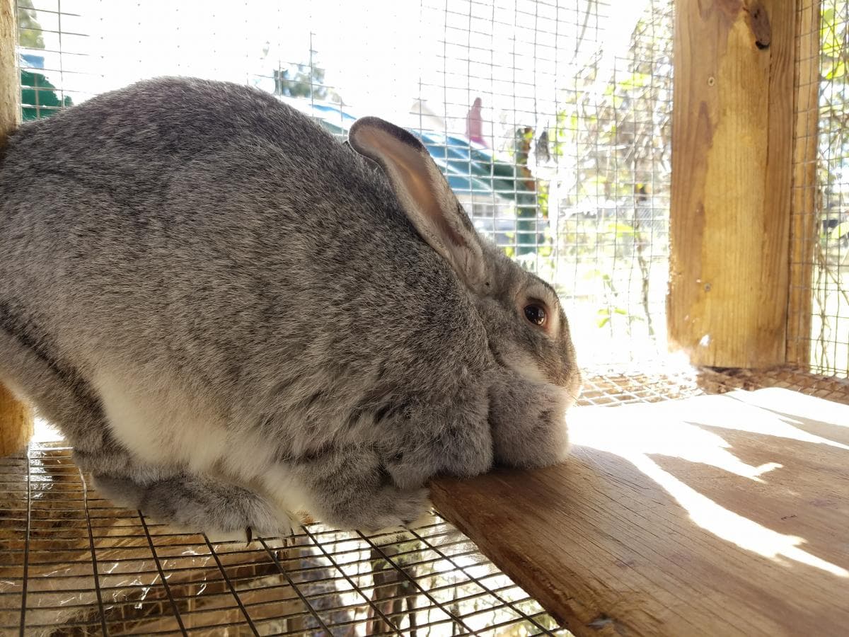 Chinchilla en una jaula