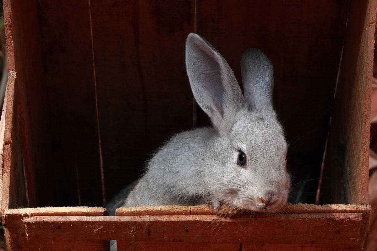 Raza de conejo chinchilla
